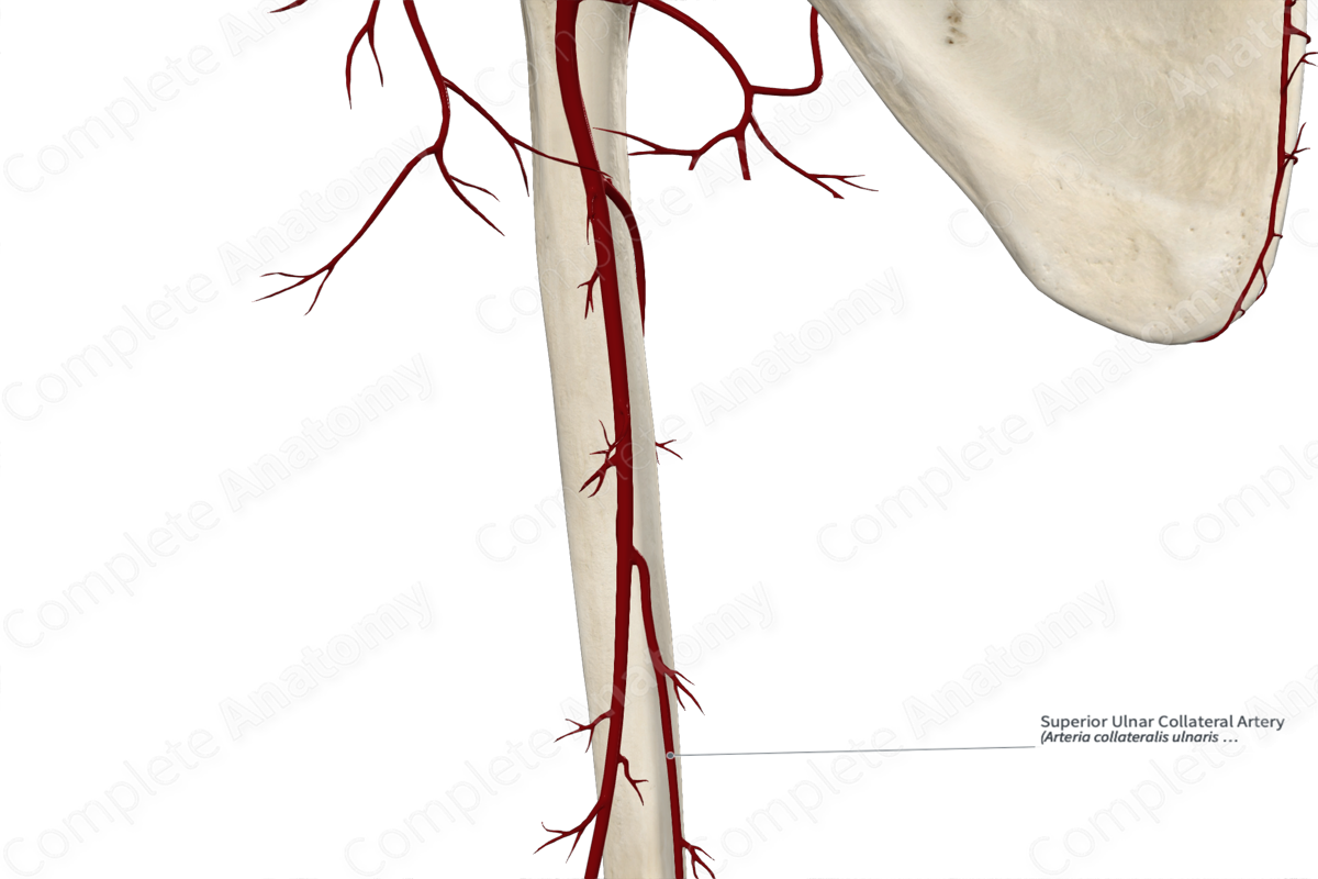 Superior Ulnar Collateral Artery 