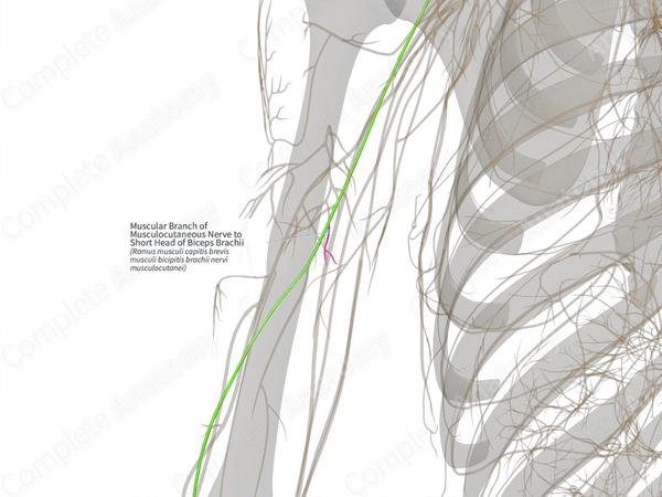 Muscular Branch of Musculocutaneous Nerve to Short Head of Biceps Brachii (Left)