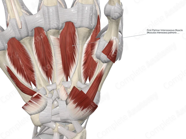 First Palmar Interosseous Muscle 