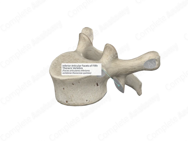 Inferior Articular Facets of Fifth Thoracic Vertebra