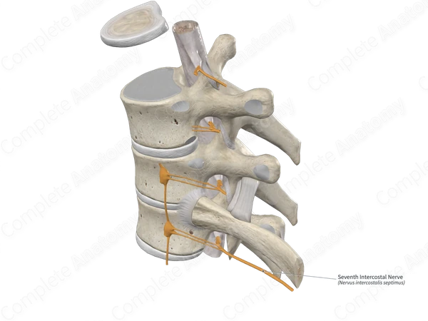 Seventh Intercostal Nerve