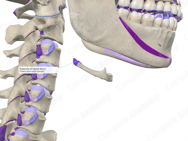 Tubercle of Hyoid Bone (Left)