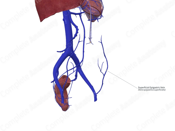 Superficial Epigastric Vein