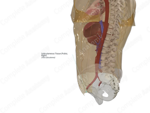 Subcutaneous Tissue (Pubis; Right)