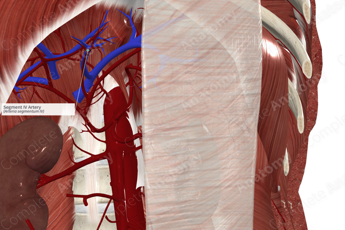 Segment IV Artery