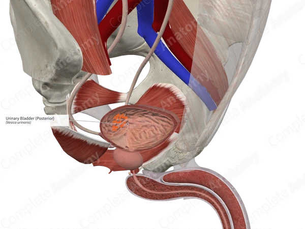 Urinary Bladder (Posterior)
