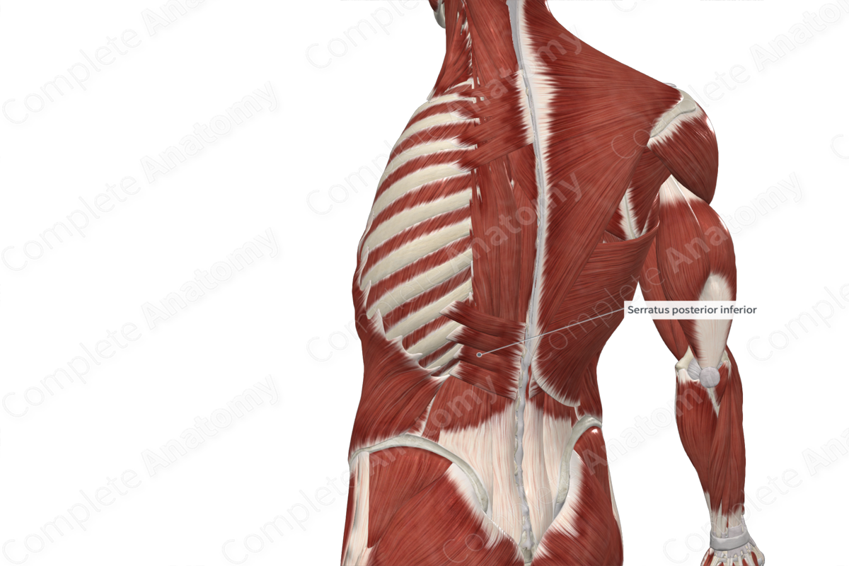 Serratus Posterior Inferior Muscle | Complete Anatomy