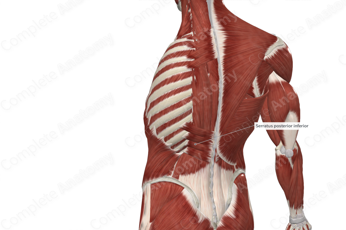 Serratus Posterior Inferior Muscle 
