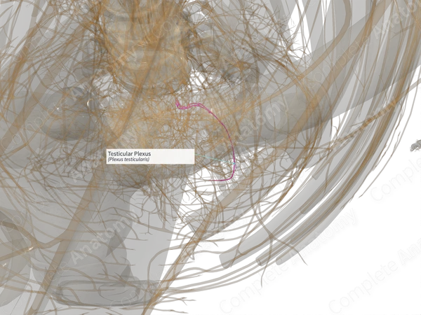 Testicular Plexus (Left)