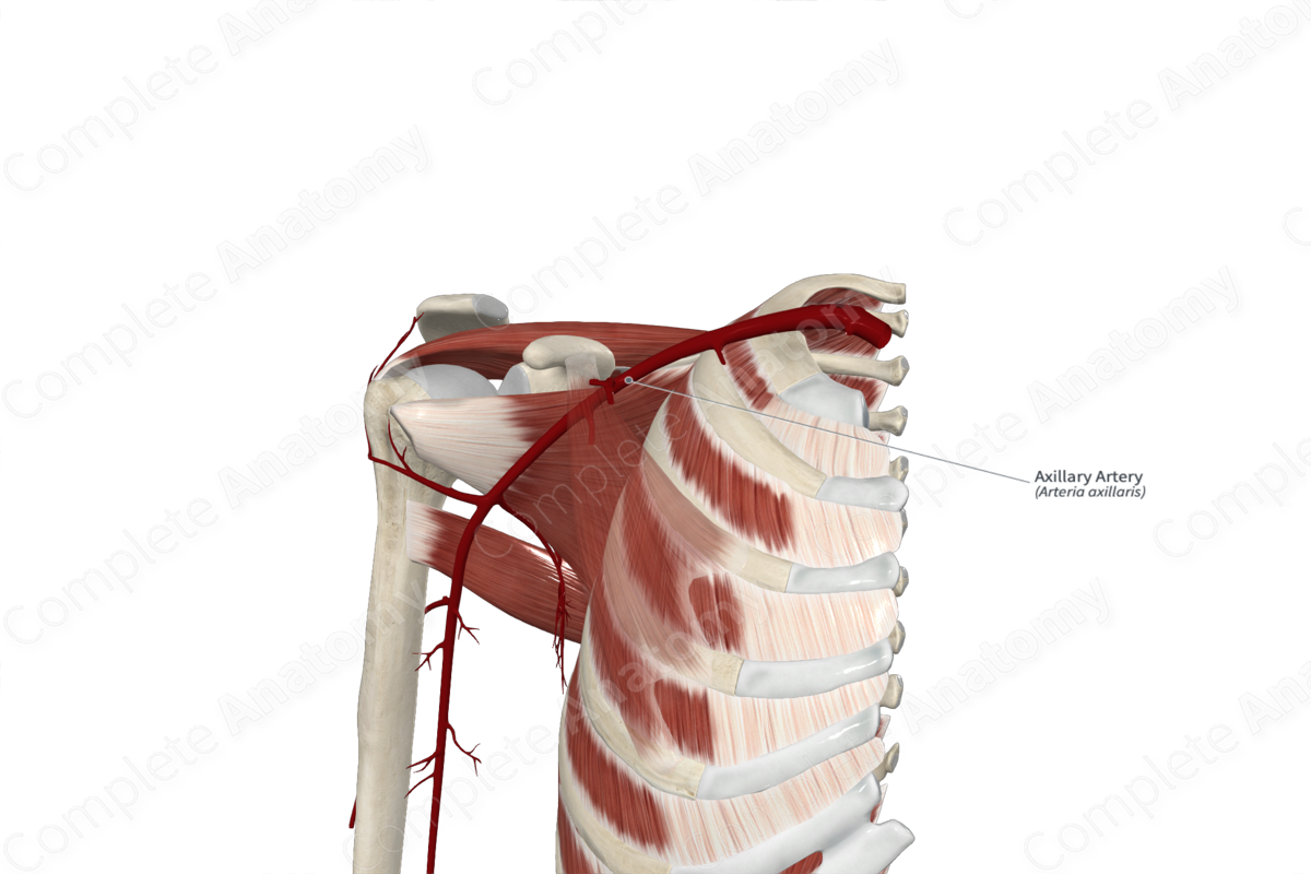 Axillary Artery 