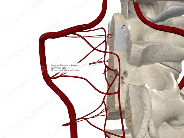 Anterior Radicular Artery (Cervical; Left)