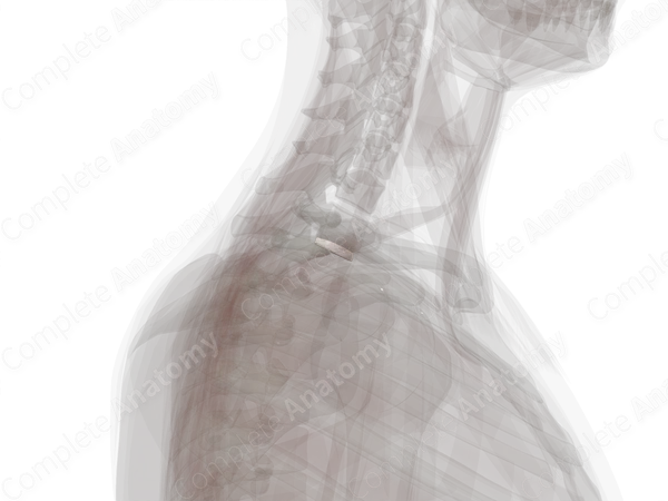 Intervertebral Symphysis (T1-T2)