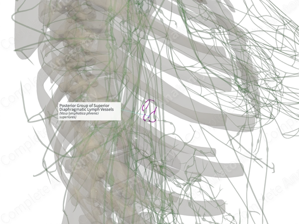 Posterior Group of Superior Diaphragmatic Lymph Vessels