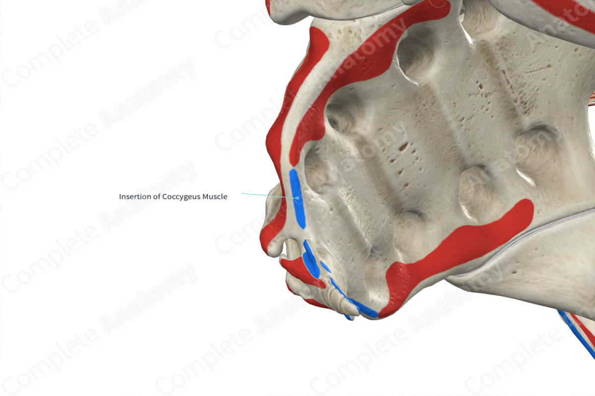 Insertion of Coccygeus Muscle