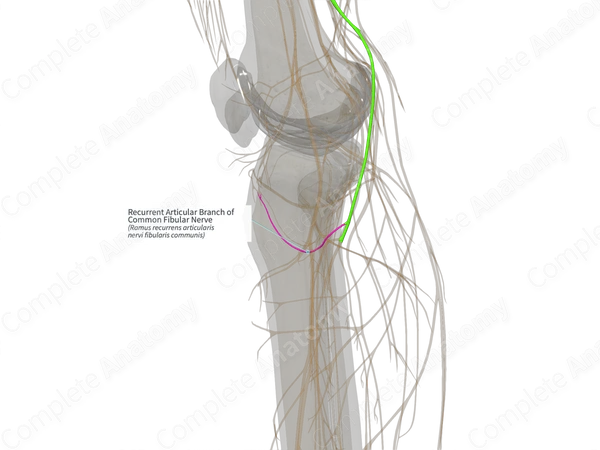 Recurrent Articular Branch of Common Fibular Nerve (Left)