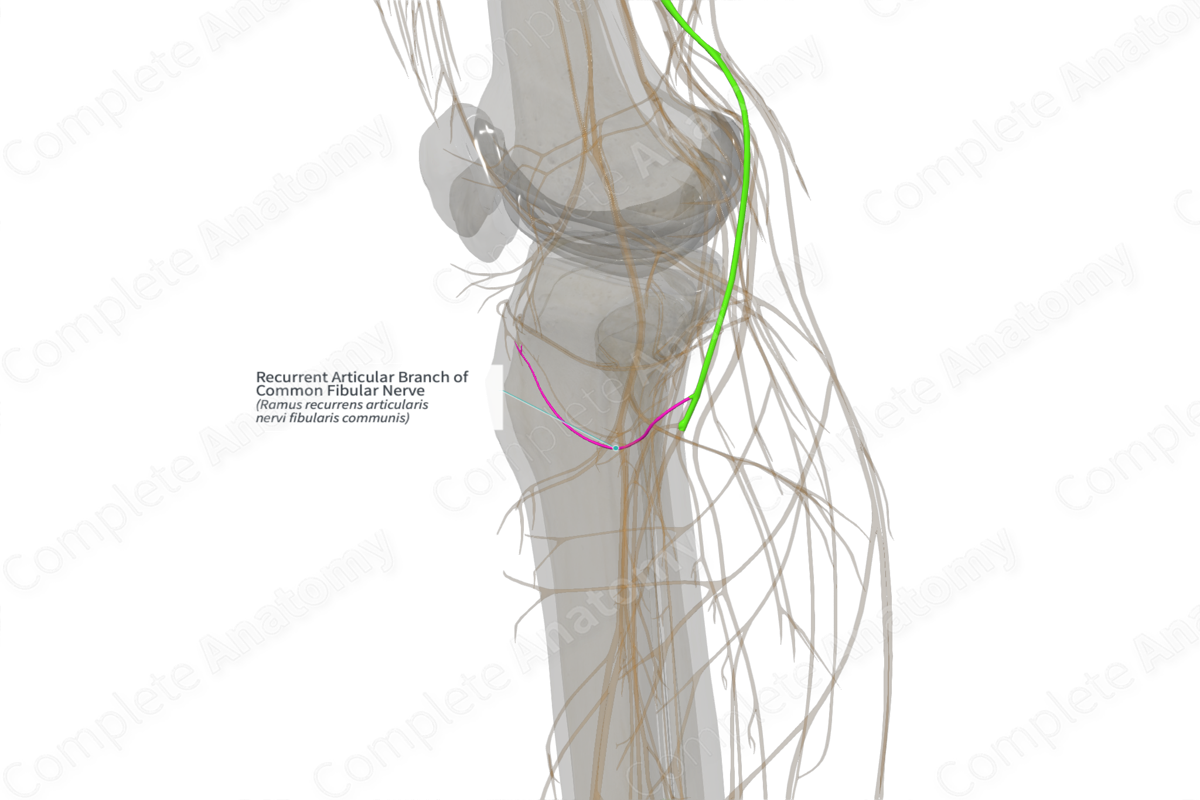 Recurrent Articular Branch of Common Fibular Nerve (Left)