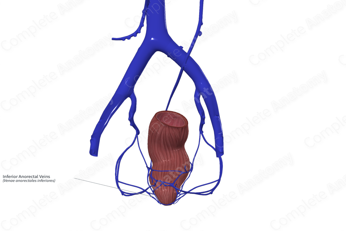 Inferior Anorectal Veins 