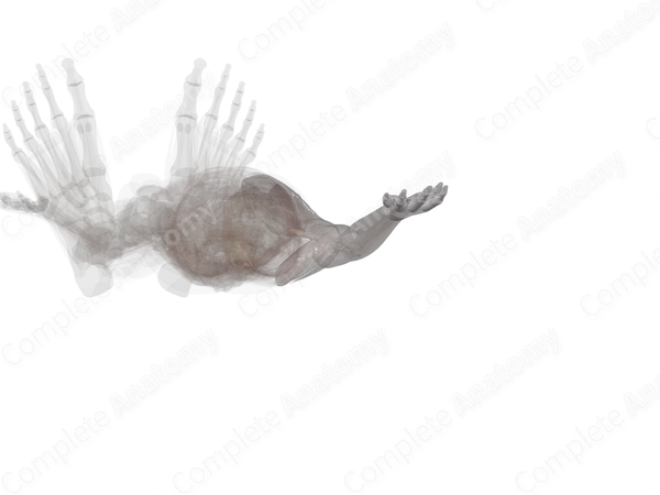 Fascia of Upper Limb (Left)