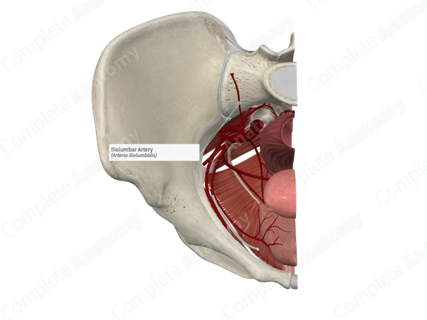 Iliolumbar Artery