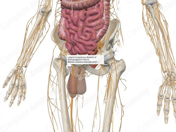 Lateral Cutaneous Branch of Iliohypogastric Nerve