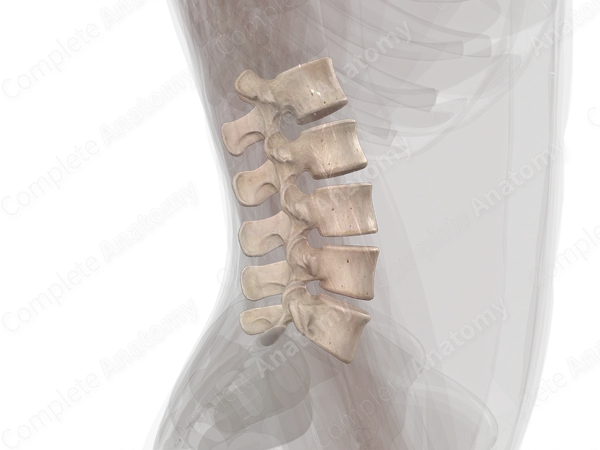 Lumbar Vertebrae