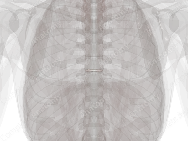 Intervertebral Symphysis (T7-T8)