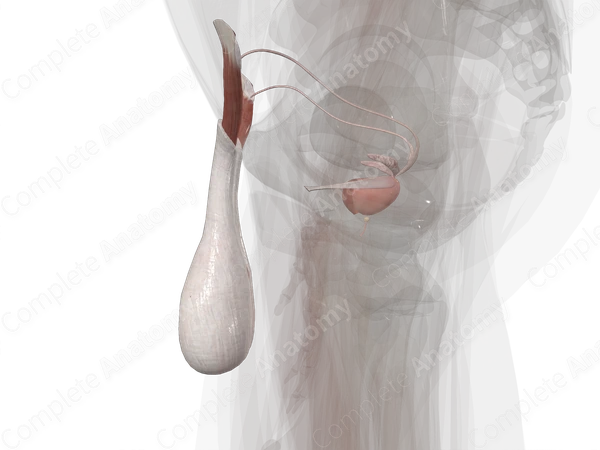 Male Internal Genitalia