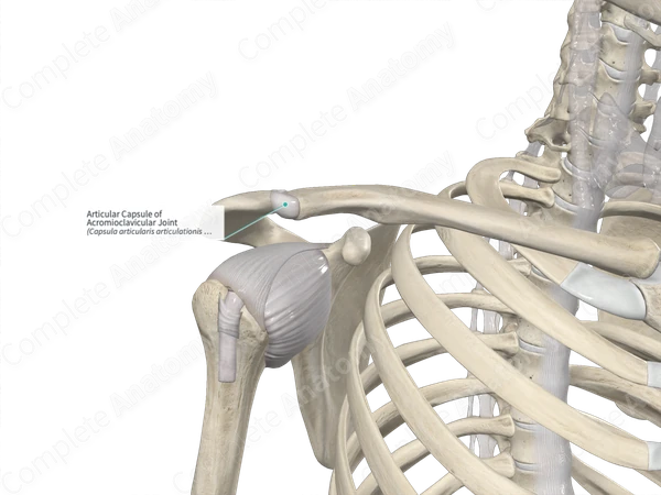 Articular Capsule of Acromioclavicular Joint
