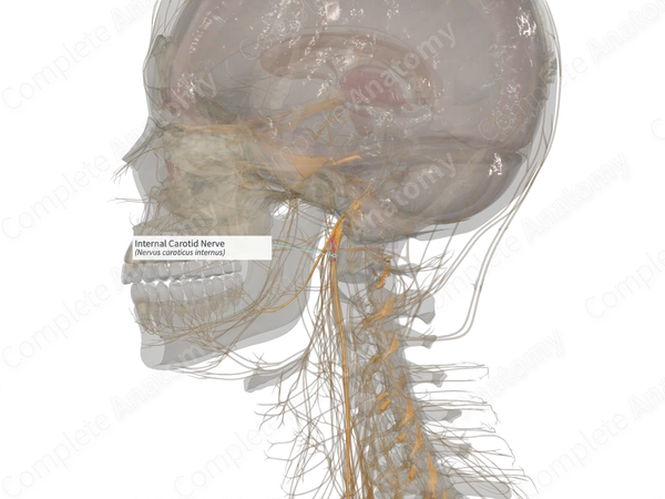 Internal Carotid Nerve (Right)
