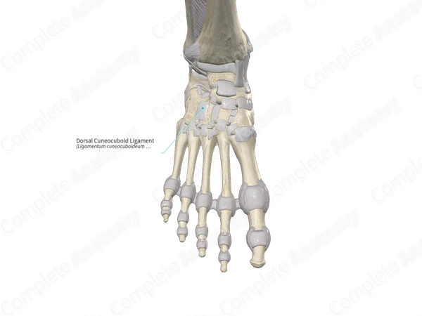 Dorsal Cuneocuboid Ligament