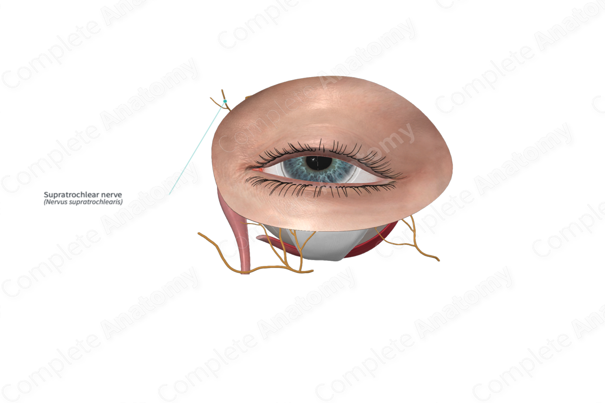Supratrochlear nerve