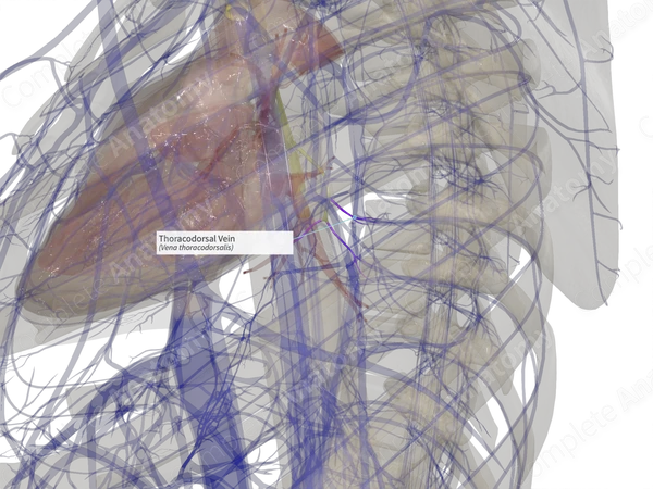 Thoracodorsal Vein (Left)
