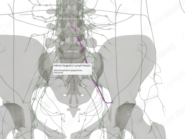 Inferior Epigastric Lymph Vessels (Left)