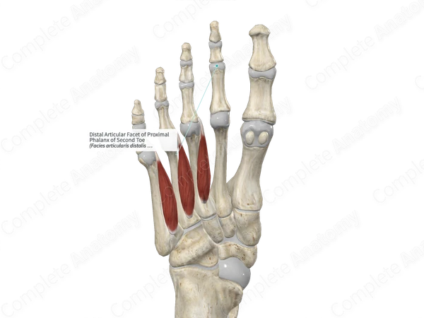 Distal Articular Facet of Proximal Phalanx of Second Toe 