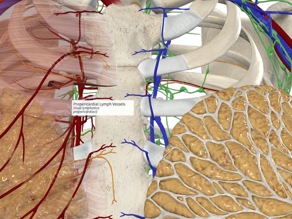 Prepericardial Lymph Vessels