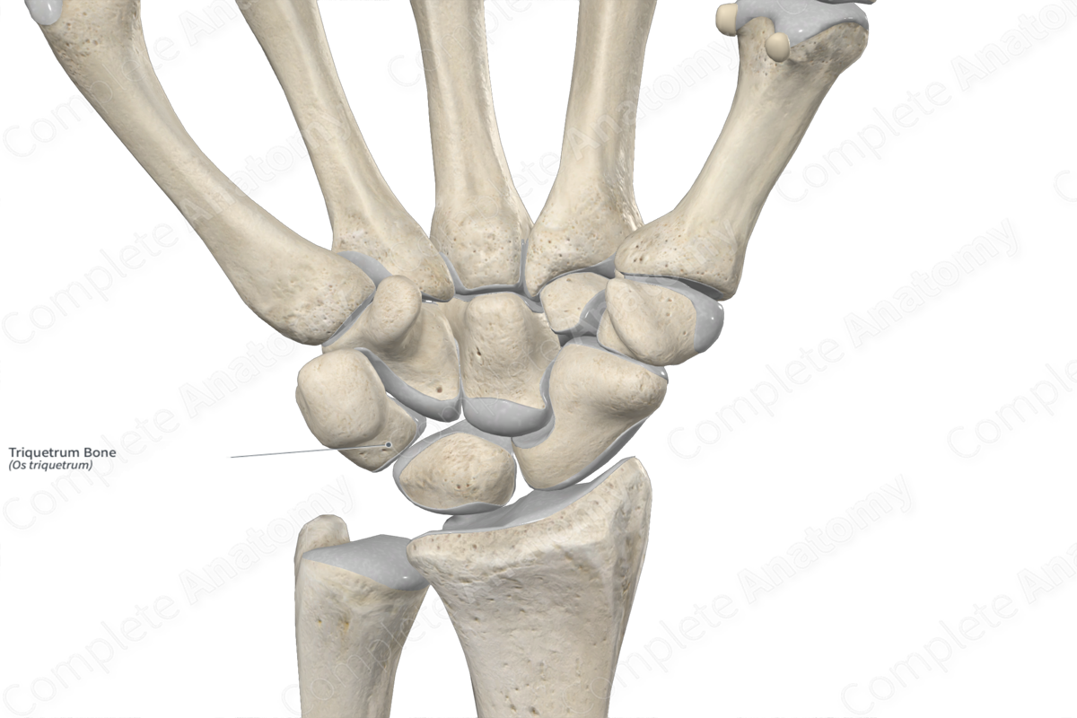 Triquetrum Bone 