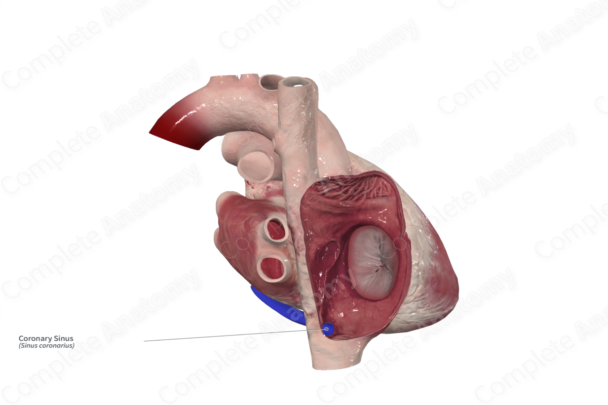 Coronary Sinus
