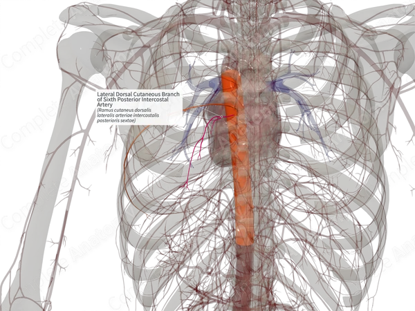Lateral Dorsal Cutaneous Branch of Sixth Posterior Intercostal Artery (Left)