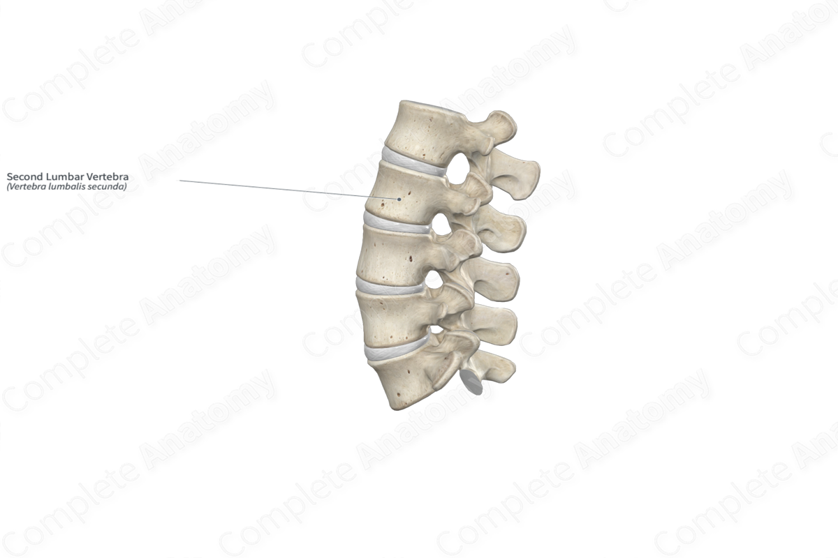 Second Lumbar Vertebra