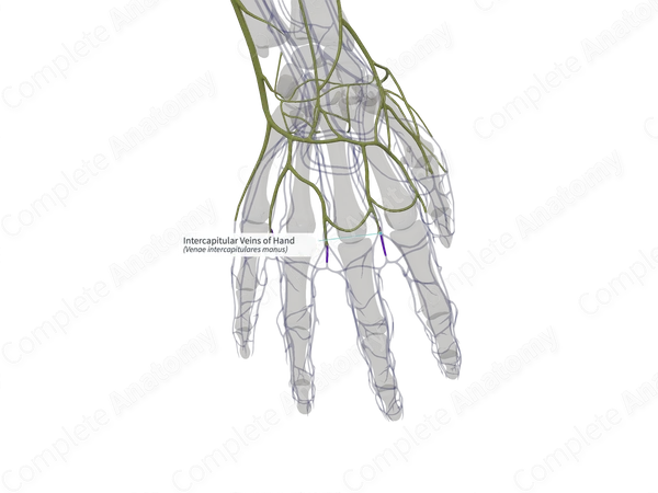 Intercapitular Veins of Hand (Right)