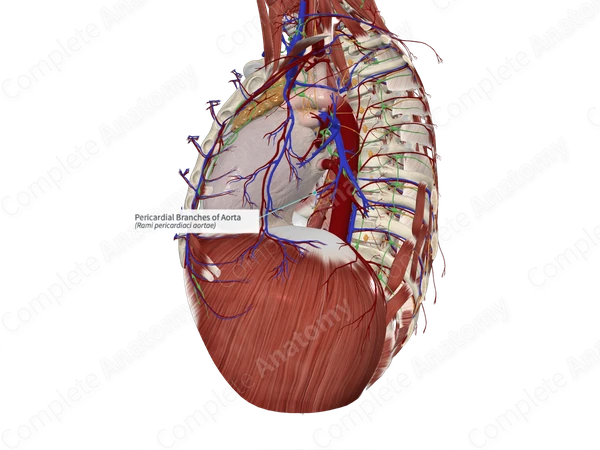 Pericardial Branches of Aorta