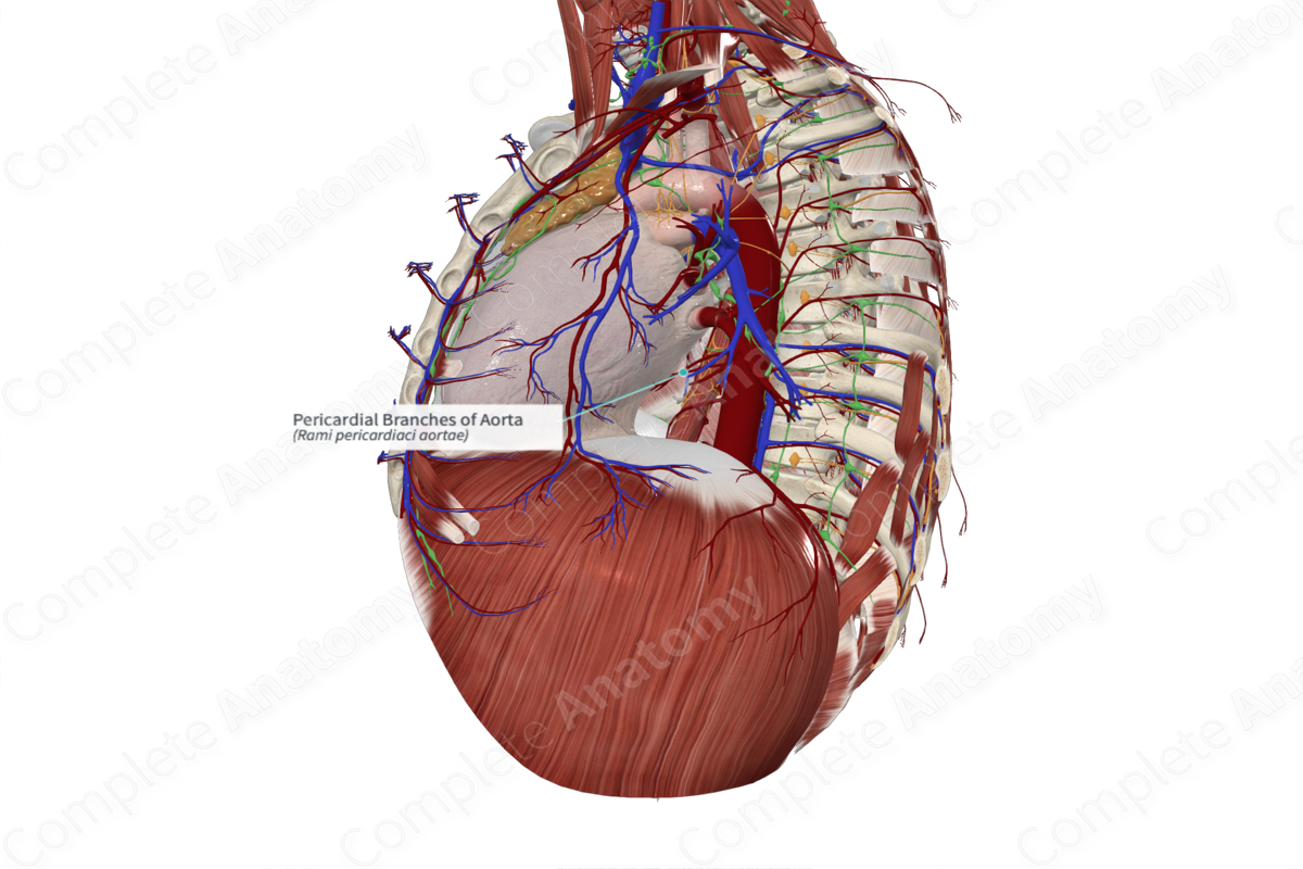 Pericardial Branches of Aorta
