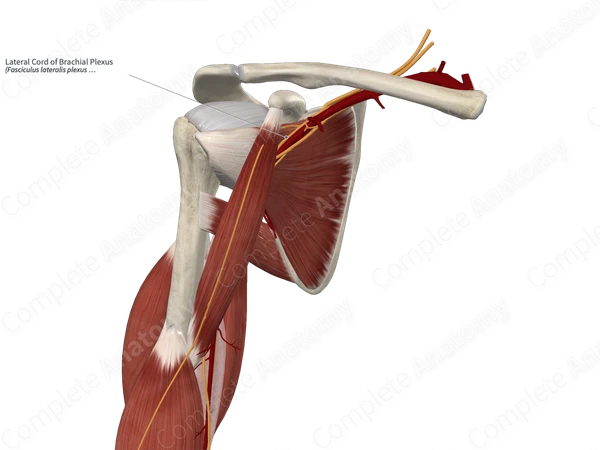 Lateral Cord of Brachial Plexus