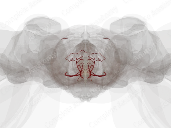 Arteries of Female Internal Genitalia