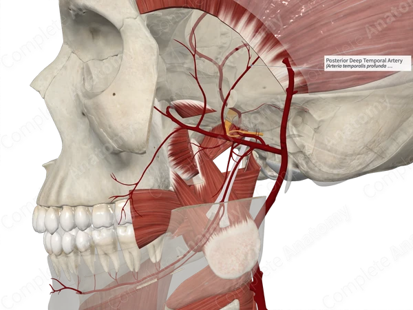 Posterior Deep Temporal Artery