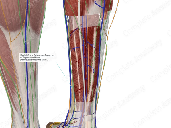 Medial Crural Cutaneous Branches of Saphenous Nerve 