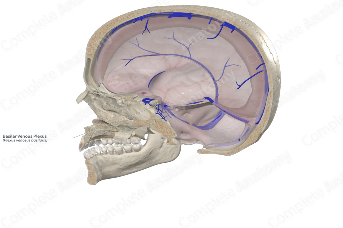 Basilar Venous Plexus | Complete Anatomy