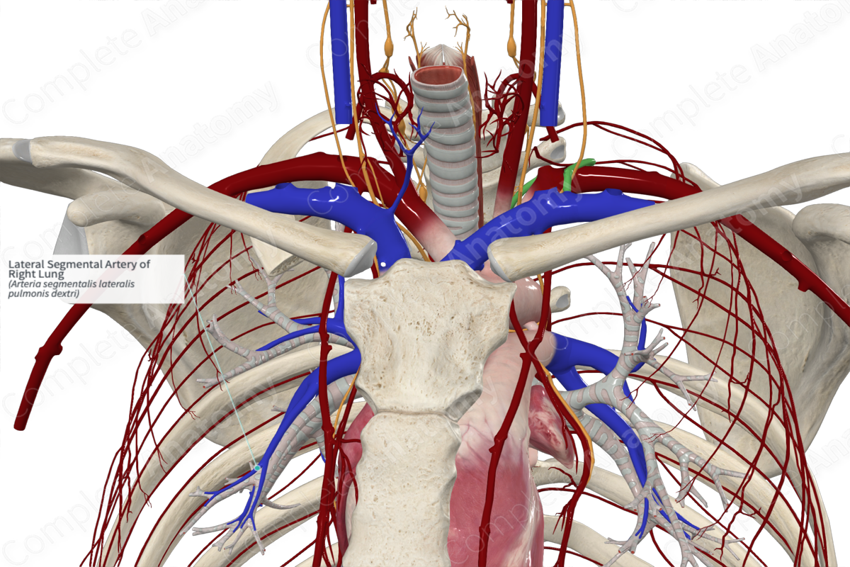 Lateral Segmental Artery of Right Lung