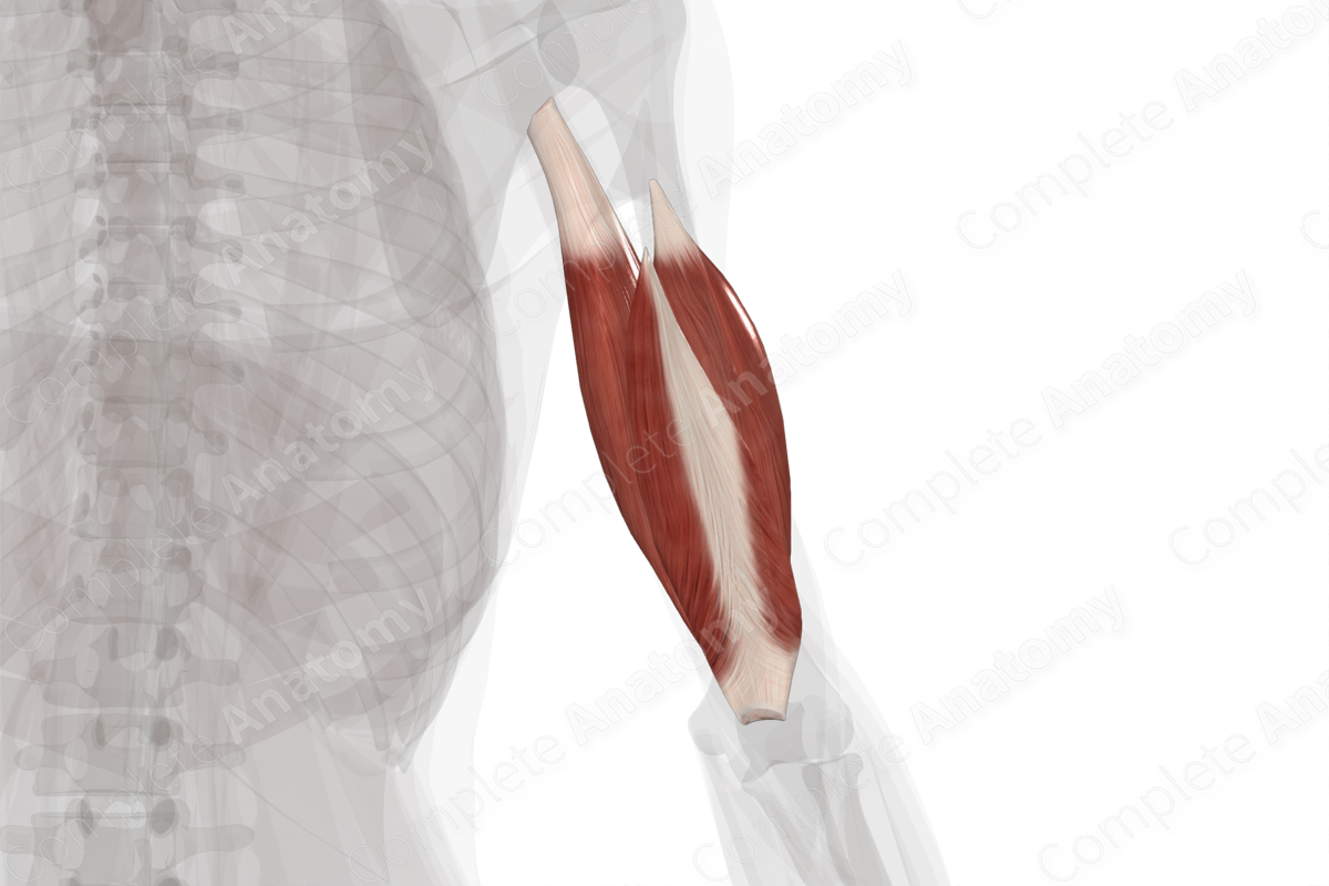Triceps Brachii Muscle (Left)