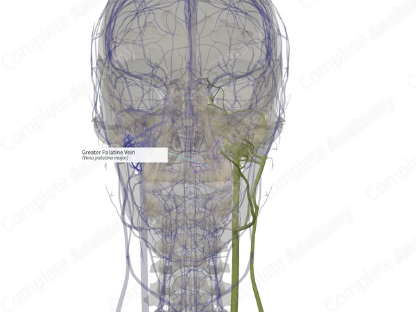 Greater Palatine Vein (Left)